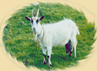 Zdravá výživa pro kozy a ovce