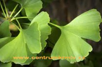 Ginkgo jinan