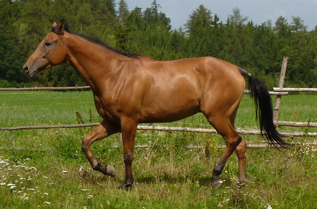 Muchař - Michaela Kubí.
