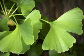 Ginkgo jinan