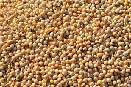 Proso žluté 5 kg