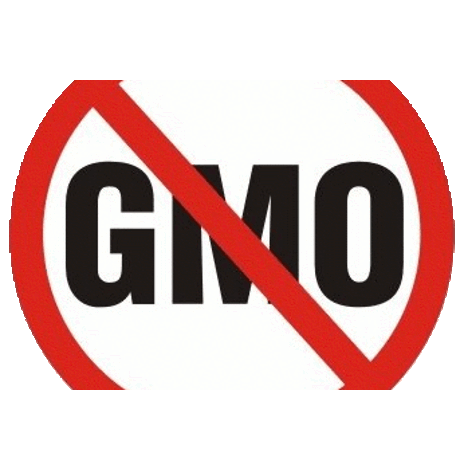 GMO v krmivech