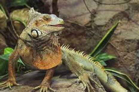 Leguánní desatero