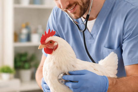 Veterináři pro drůbež